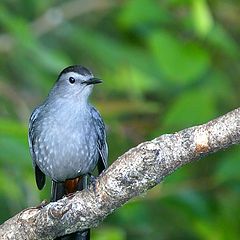 фото "Gray Catbird"