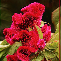 photo "Flamenco"