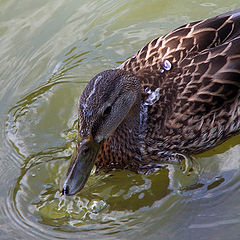 photo "Do not spy on me when I'm taking bath (:"