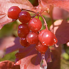 photo "After rain"