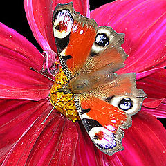 photo "butterfly#1"