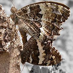 фото "mating butterflies retouched"