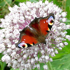 photo "The butterfly ordinary"