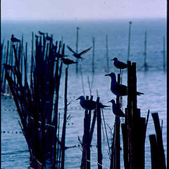 photo "BIRDS"