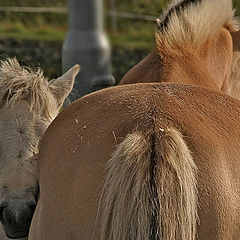 photo "Mother and daughter"