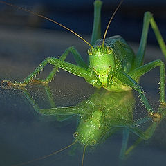 photo "Grasshopper"