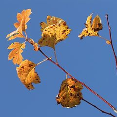 фото "Gold on Blue"