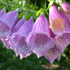 photo "Poisonous beauty"