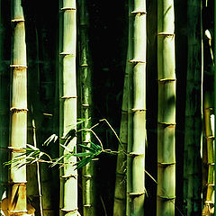 photo "Bamboo"