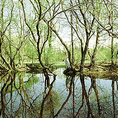 photo "Picturesque pond. Vision."