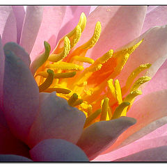 photo "Yellow fingers of pink tenderness"