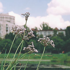 фото "Городские цветы# 2"