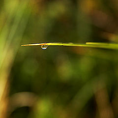 photo "Drop of dew..."