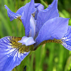 photo "Sky-blue iris"