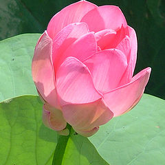 photo "Lotus"