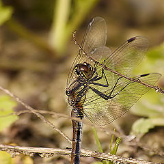 photo "DragonFly #3"