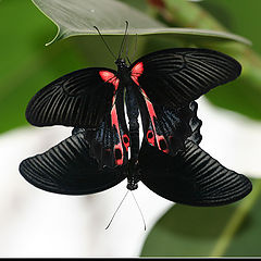 photo "Love of butterflies"