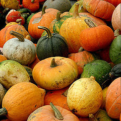 photo "pumpkins"