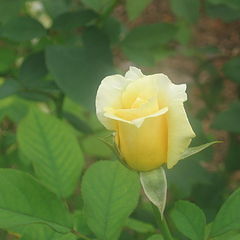 photo "Last Rose in the Garden"