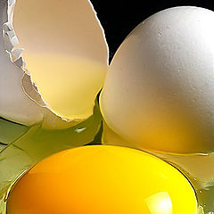 фото ""egg""