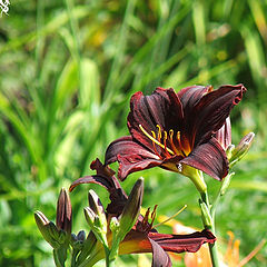 photo "Simple flowers"