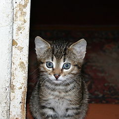 фото "Деревенский котик"