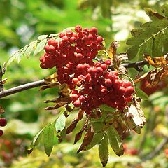 photo "Autumn berry"