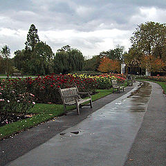 фото "First autumn rain"