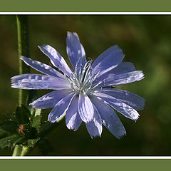 photo "Cichorium intybus"