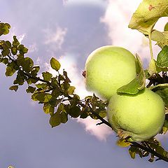 photo "Cloud Apple"