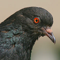 photo "Bird in Moscow"