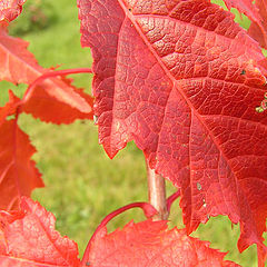 photo "Tired leaves. Autumn"