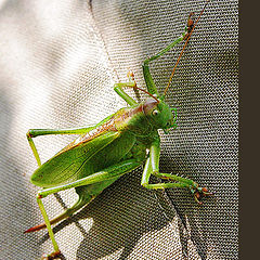 photo "On the friend's back"