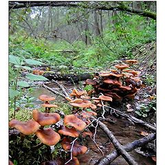 photo "Honey agarics."