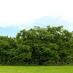 photo "Crone of a tree"