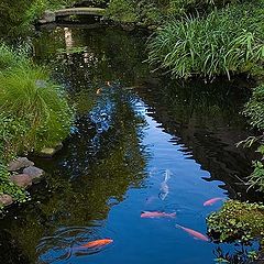 photo "Berlin zoo"