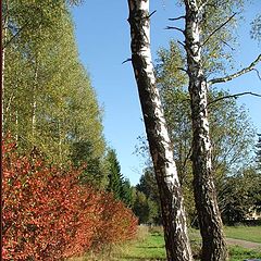 photo "The Simplicity of the Autumn"