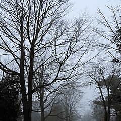 фото "The Foggy Day"