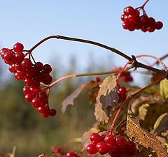 photo "Autumn №1"