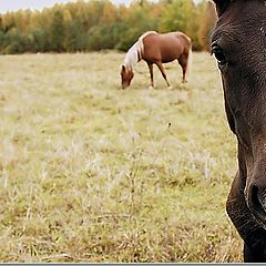 photo "The small horsy"