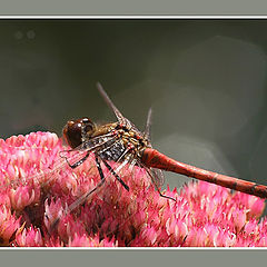 photo "Resting dragonfly"