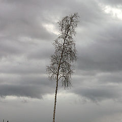 photo "Solitary birch on riverside"