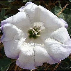 фото "" September Lace "."