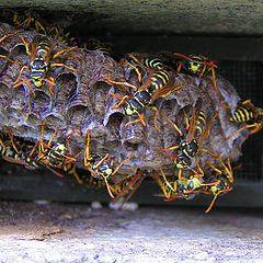 photo "Hornets nest"