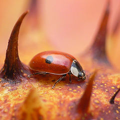 photo "Travel of the Ladybird"