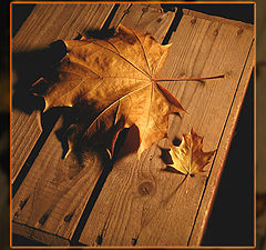 фото "autumn leaves"