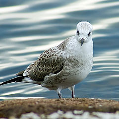 photo "...Seagull"
