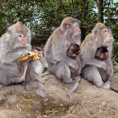 photo "Family gathering"