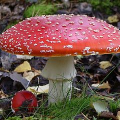 photo "Fly agaric"