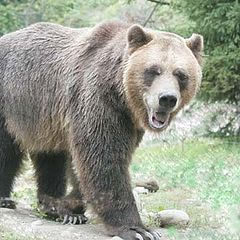 фото "giant grizzly"